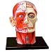 4D Vision Human Head Anatomy Model