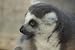 Ring Tailed Lemur Taxidermy Photo Reference CD
