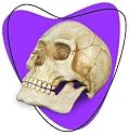 Plastic Skull Head