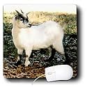 Farm Animals - Pygmy Goat - Mouse Pads