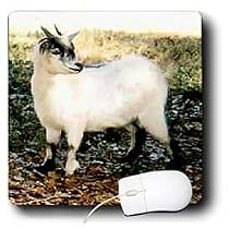 Farm Animals - Pygmy Goat - Mouse Pads