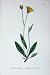 Sowerby Plants C1902 Lingulate Leaved Hawkweed Colour