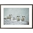 Three Dalls sheep look up from a snowy ledge Subject Framed Art Poster Print by Michael S. Quinton, 29x21
