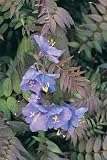Review Crocus  / Polemonium yezoense Purple Rain