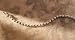 Jacquelin Farre Genuine Diamond Tennis Bracelet