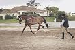 Pessoa Lunging System