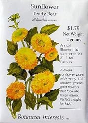 Teddy Bear Sunflower Seeds