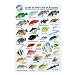 Water proof Fish Species Guide to reef fish of the Australia