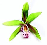 KARIN'S GARDEN - Orchid Mini Clip