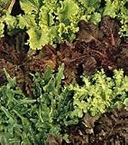 Organic Gourmet Blend Lettuce 400 Seeds