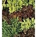 Organic Gourmet Blend Lettuce - 400 Seeds, 3g