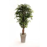 6ft Ficus with Natural Stem - Artificial Plant