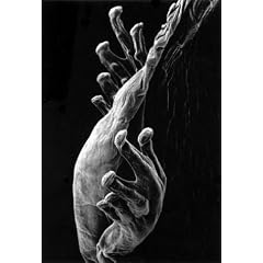 Claudia Fahrenkemper: Photomicrographs
