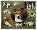 Jack Russell Terrier Cotton Throw Blanket MSD