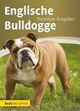 Englische Bulldogge