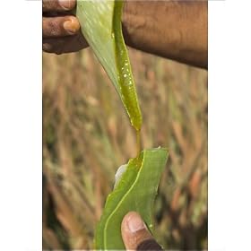 Photographic Prints of Close up of a torn aloe vera leaf with juice running out from Robert Harding