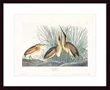 Least Bittern, Framed Art Print by John James Audubon