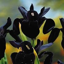 Black Iris chrysographes - NEW-Likes Moist Areas-Potted