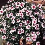 Vinca Seeds - Vinca Mediterranean Apricot Broadeye Hybrid