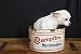 Lonely Chiwawa - 18"W x 12"H - Peel and Stick Wall Decal by Wallmonkeys