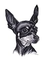 Original Miniature Pinscher hand drawing