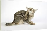 Box Canvas Print of Cat - Pixie-Bob scratching from Ardea