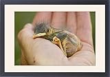 IMAGE OF Framed Prints of Baby western bluebird (Sialia mexicana), Douglas County, Colorado, United from Robert Harding
