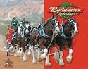 Budweiser Beer Clydesdales Tin Metal Sign