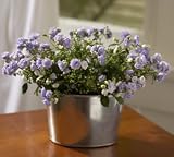 Campanula in Galvanized Bucket