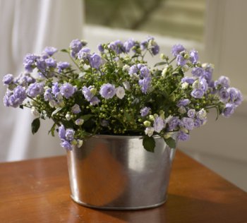 Campanula in Galvanized Bucket