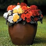 Begonia Seeds - Begonia Non-Stop Mocca Mix Hybrid