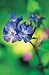 Ceratostigma willmottianum Forest Blue
