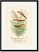 Black Framed/Matted Print 17x23, Orange-Cheeked Waxbill; Zebra Waxbill