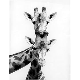 Two curious giraffes art print 38.9x30cm by Walter Sittig