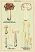 Art Poster, Edible Fungi: White Helvella - 18.75 x 27.5