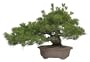 Brussel's Black Pine Specimen Tree
