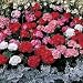 Geranium Border Supr