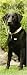 labrador26  - Black Labrador Retrievers 2010 Slimline Wall Calendar