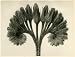 Common comfrey, flowering cyme (8x)