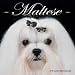   - Maltese 2008 Calendar - Dog Breed 2008 Calendars