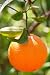 Dwarf Valencia Orange Tree; Grows on Your Patio or in Your Home; Produces Full Size Fruit on Dwarf Size Plant; 2-3 Year Old Tree; 12 Pot; 2   ' Tallx 1   ' Spread x   Trunk Caliper