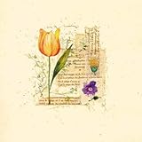 IMAGE OF Flower Notes with Orange Tulip HIGH QUALITY MUSEUM WRAP CANVAS Print Audra Chaitram 16x16