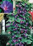 Morning Glory Seeds - Morning Glory Star of Yelta
