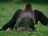 IMAGE OF Western Lowland Gorilla Sitting in Grass Premium Photographic Poster Print by Michael Nichols, 24x32
