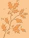 Cuttlebug A2 Embossing Folder: Holly