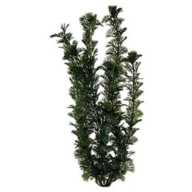 Tetra 19102 Water Wonders Fresh Water Plant Cabomba, 6-Inch by Tetra