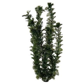 Anacharis Aquarium Plant, 12