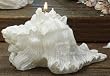 Pack of 4 Beach Inspired "Seashell" Shaped Ocean Mist Scented Candles