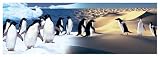 Surreal Penguin Landscape by unknown. Size 54.00 X 18.00 Art Poster Print