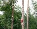 Sports : Monkey Set Treetop 17 m 14012